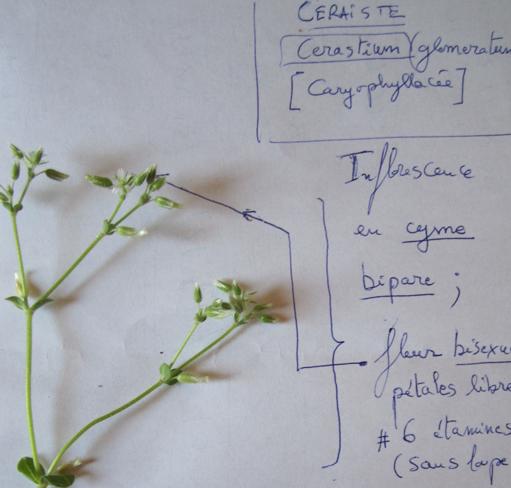 Annexe IMG_0734_bis.jpg