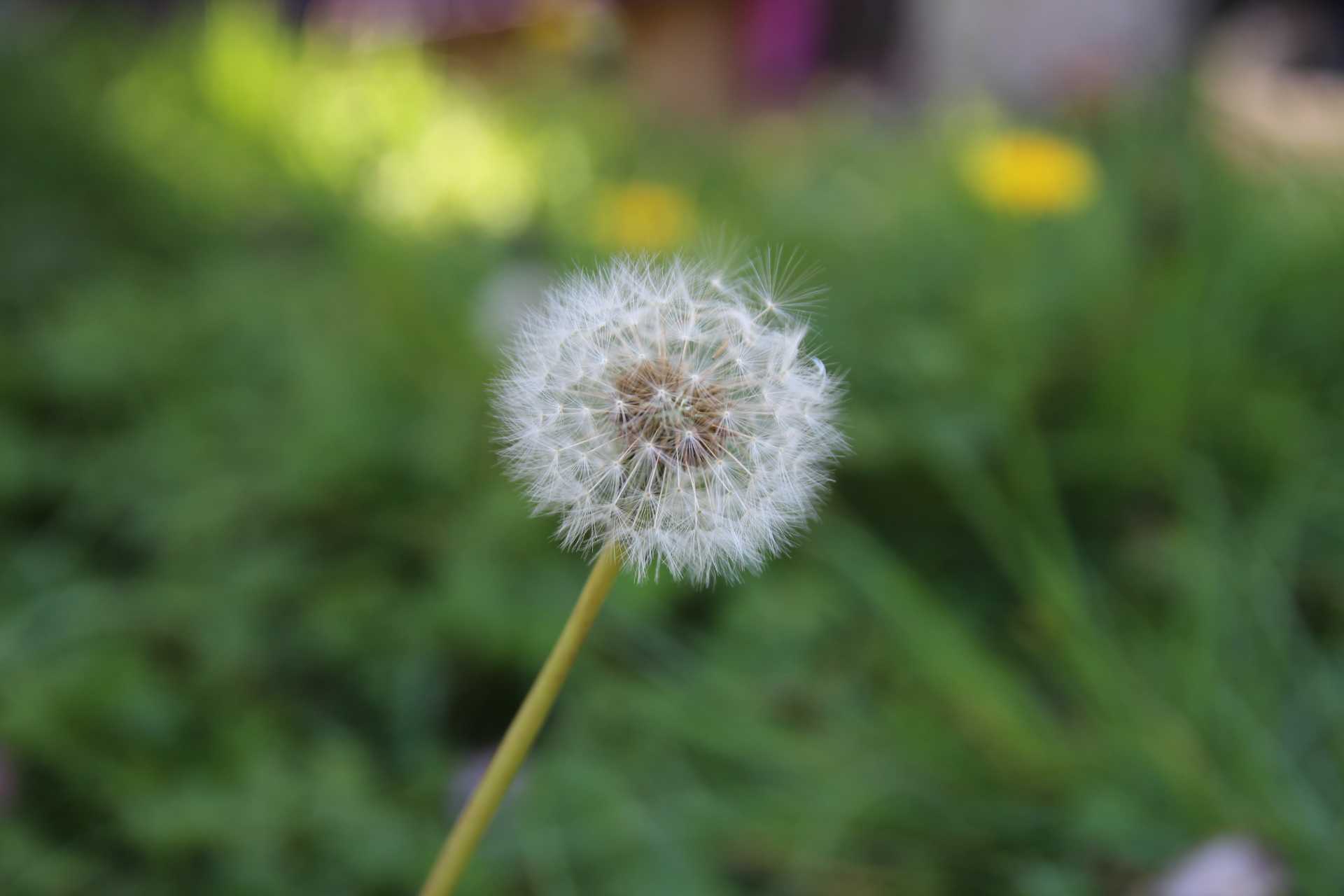 Annexe Pissenlit1.JPG