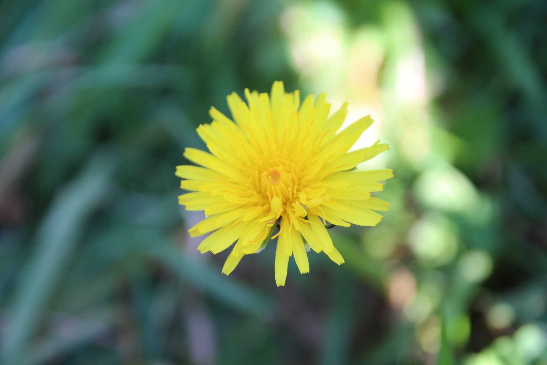 Annexe Pissenlit6.JPG