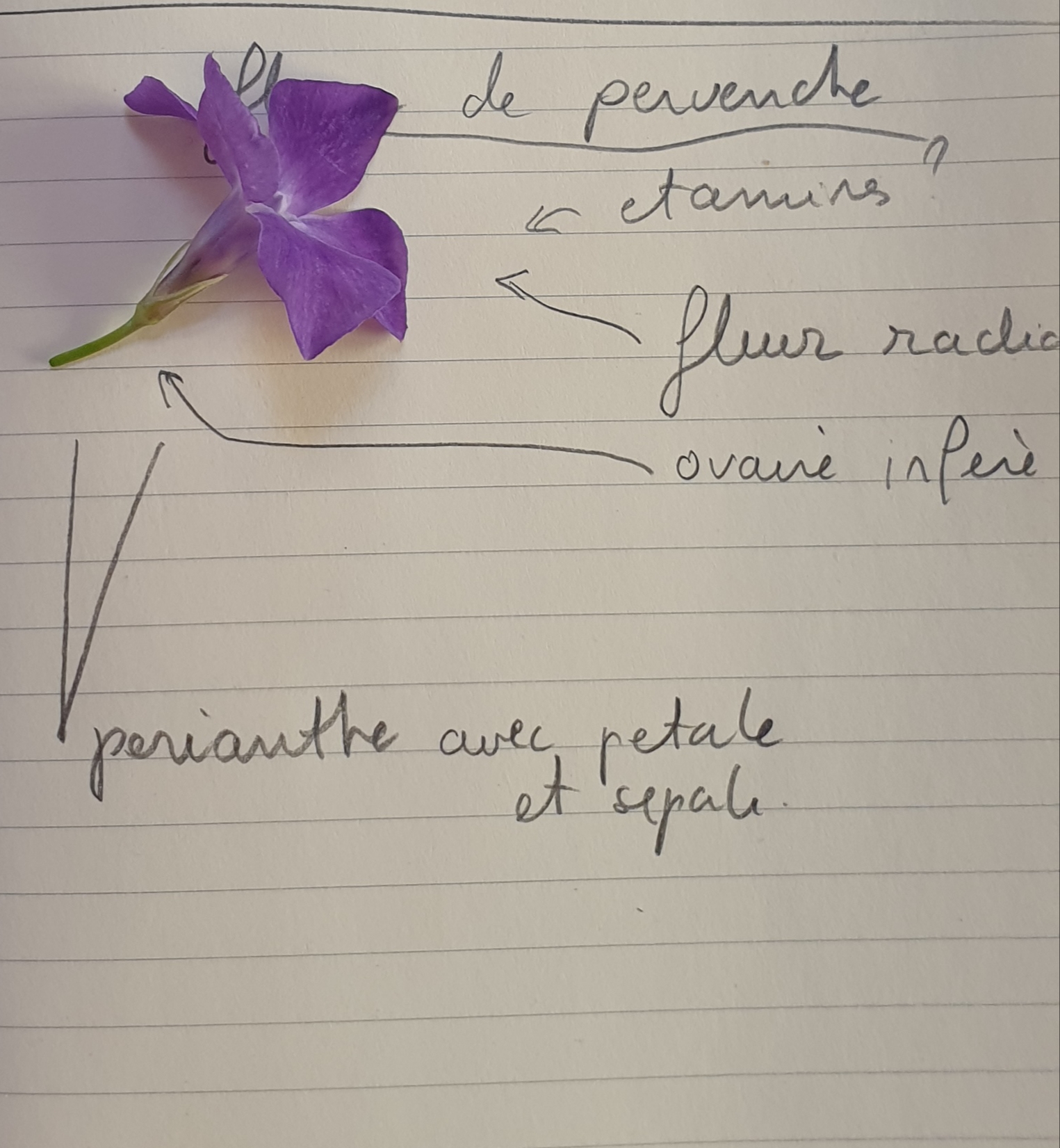 Annexe Pervenche .jpg