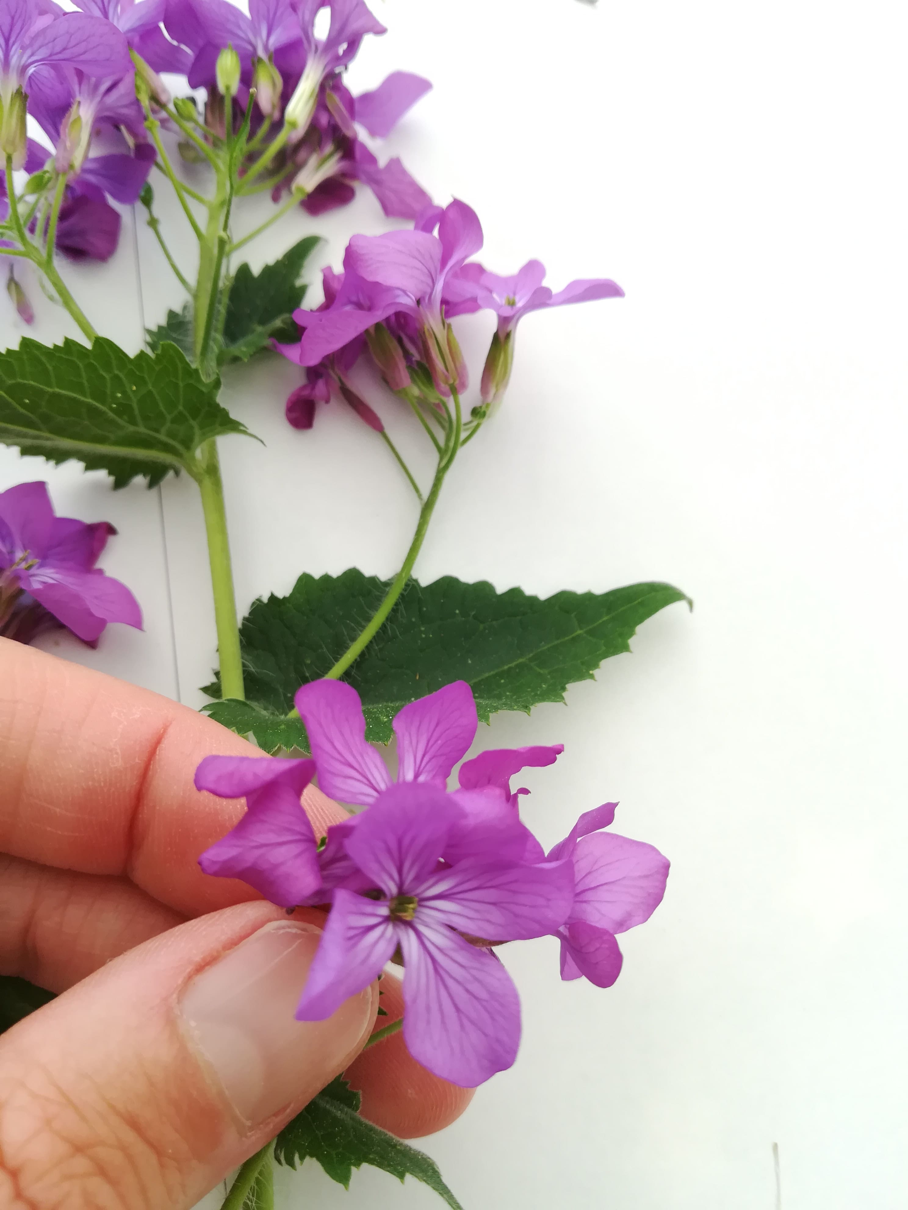 Annexe IMG_20200411_154604-min.jpg