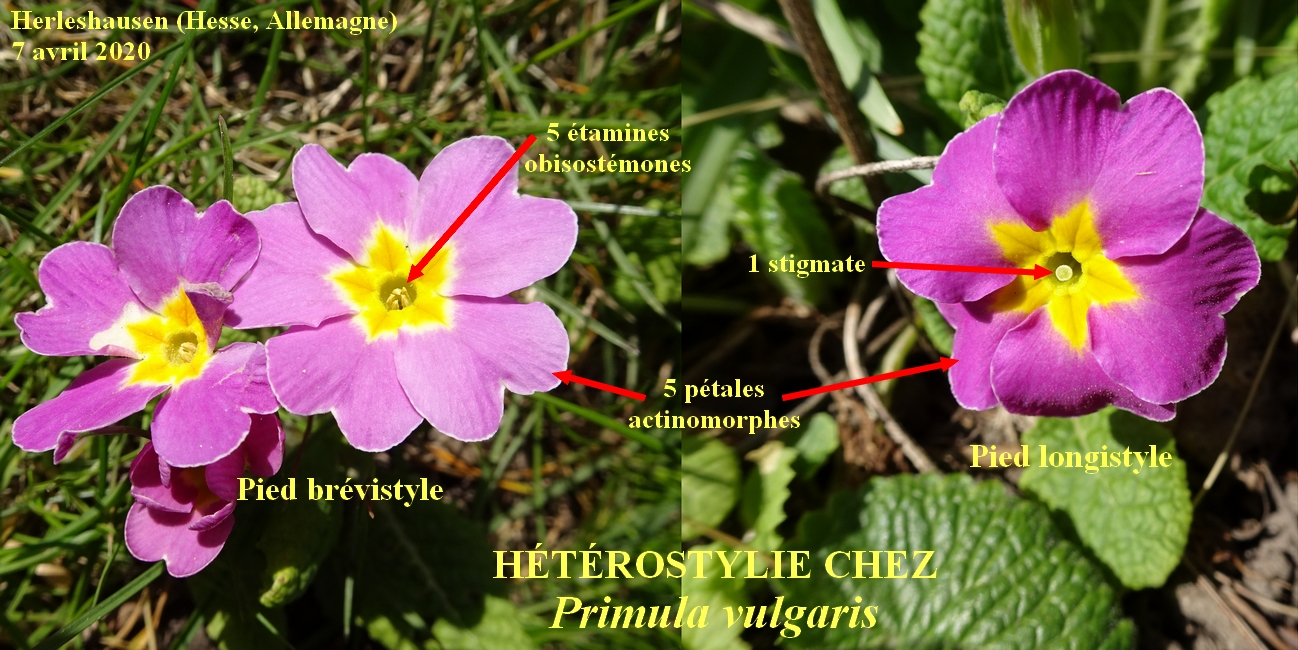 Annexe 2-Primula-vulgaris.jpg