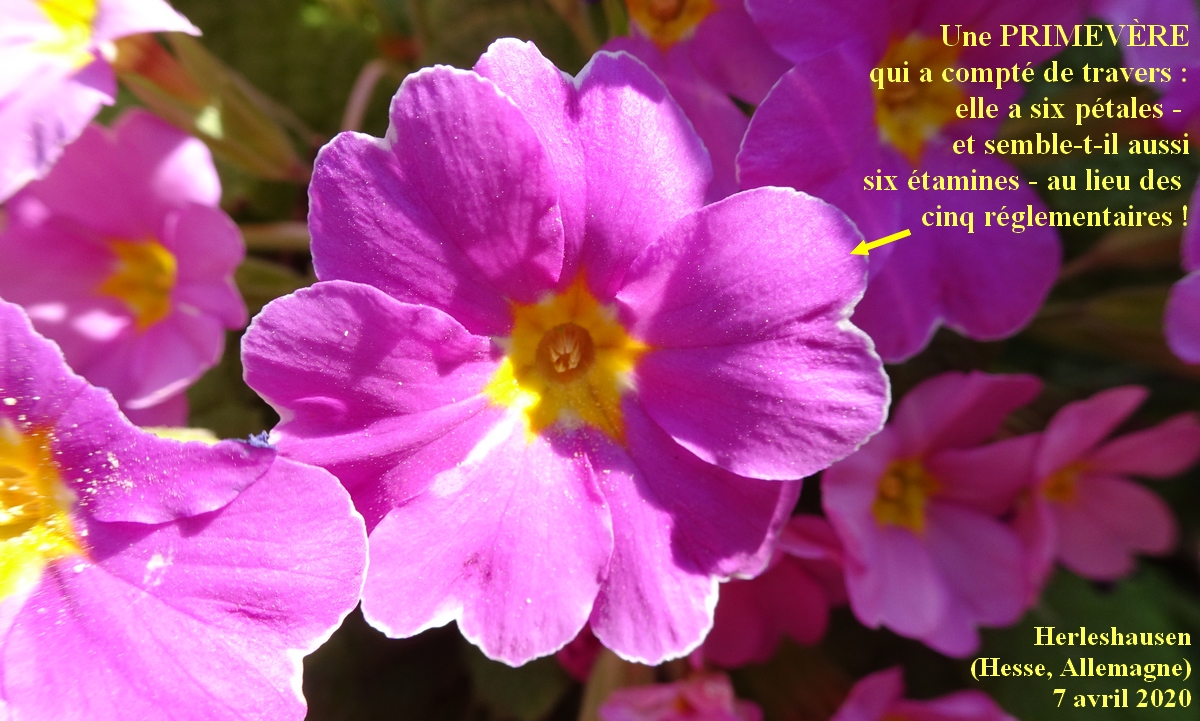 Annexe 3-Primula-vulgaris-6-pétales-JLP.jpg