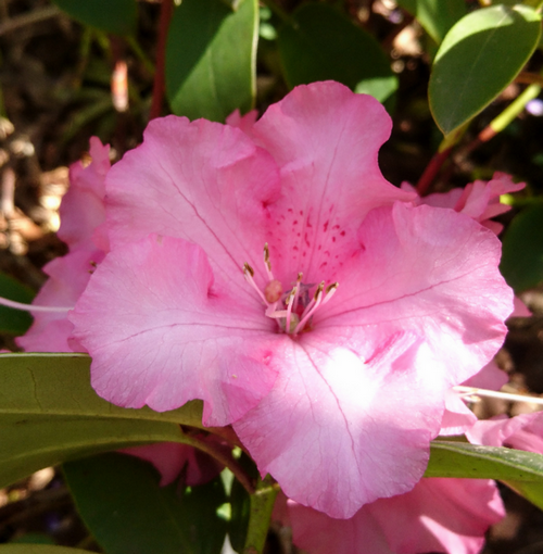 Annexe Tela Botanica Rhododendron (3).png