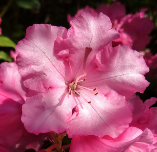 Annexe Tela Botanica rhododendron(1).png