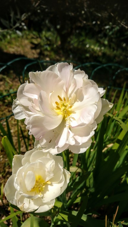 Annexe Tela Botanica tulipes (10).JPG