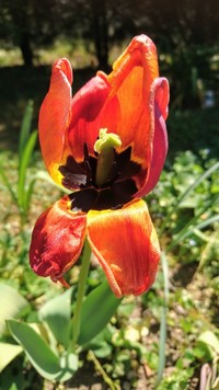 Annexe Tela Botanica tulipes (9).JPG