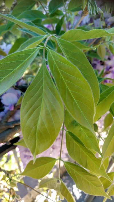 Annexe Tela Botanica feuilles de glycine(1).JPG