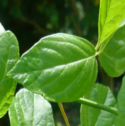 Annexe Tela Botanica feuilles dace negundo (4).png