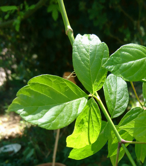 Annexe Tela Botanica feuilles dacer negundo(5).png