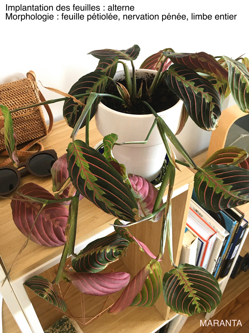 Annexe Maranta feuille.jpeg