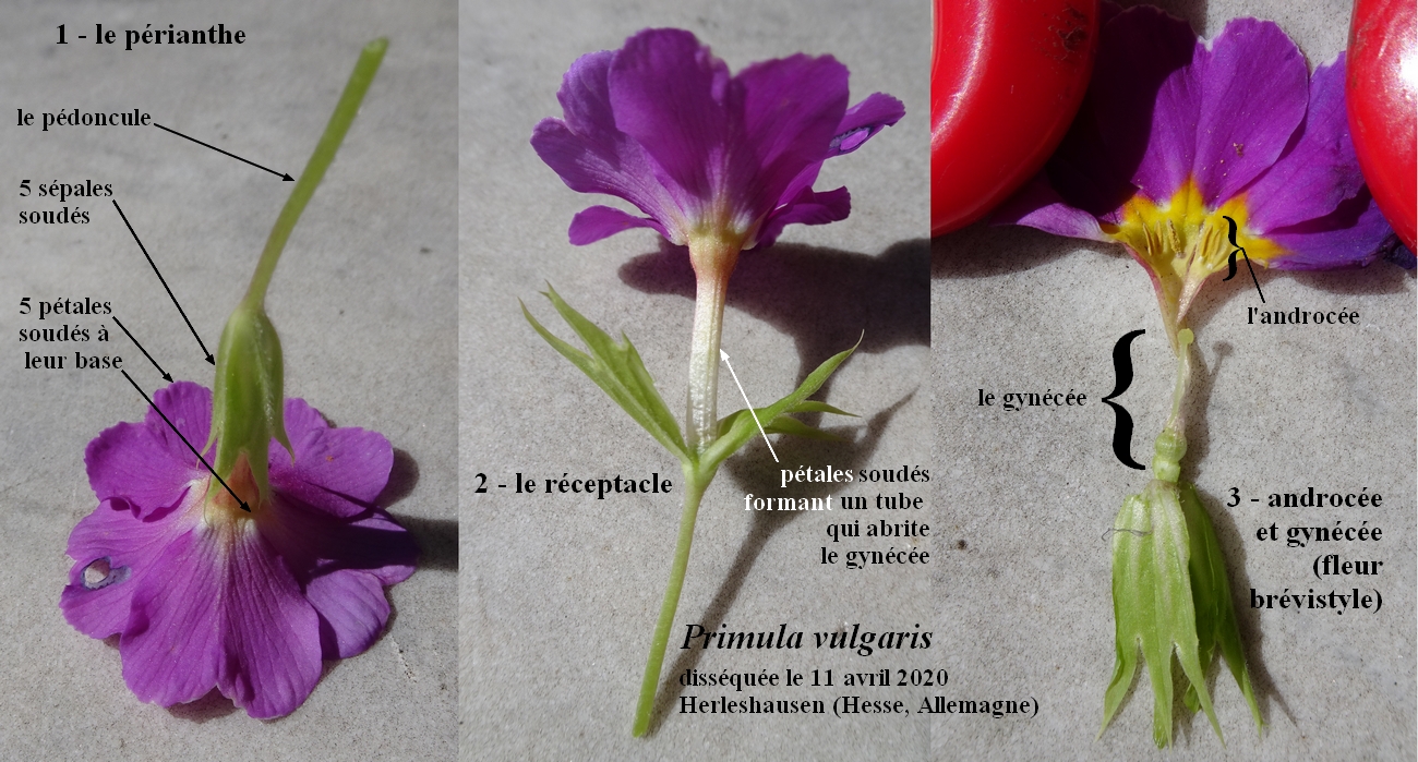 Annexe 1-Primula-vulgaris-JLP.jpg