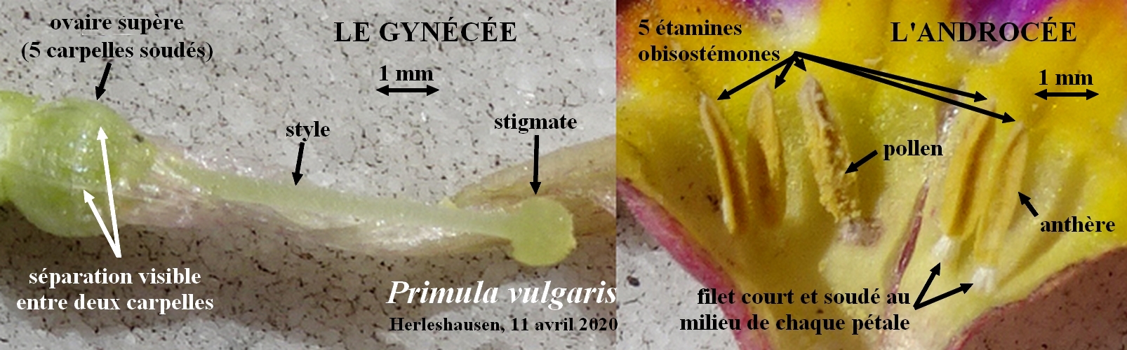 Annexe 2-Primula-vulgaris-JLP.jpg
