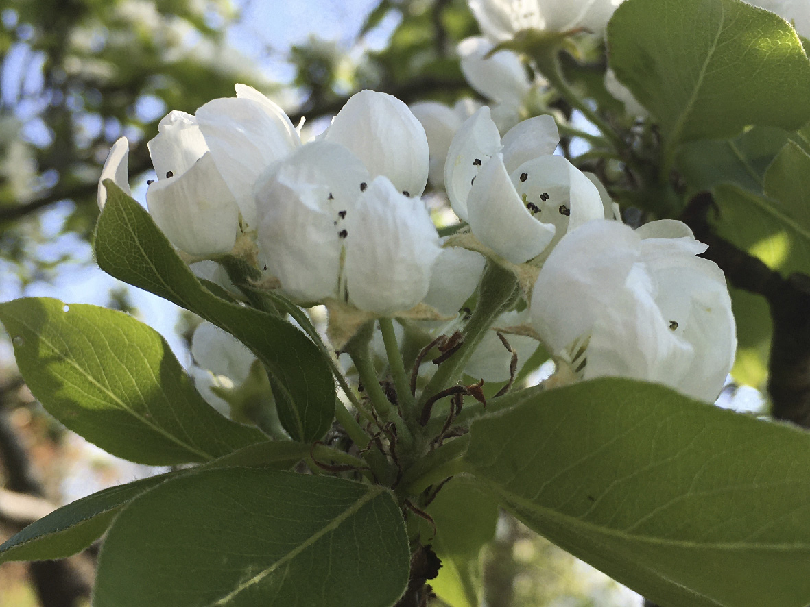 Annexe Pommier-ombelle.jpg