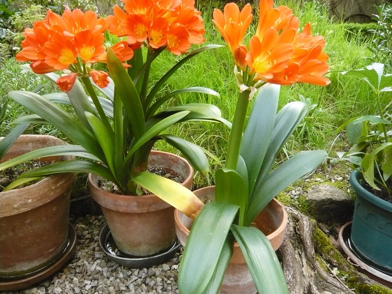 Annexe Clivia-miniata-20140404-51kleber-1-reduit.jpg