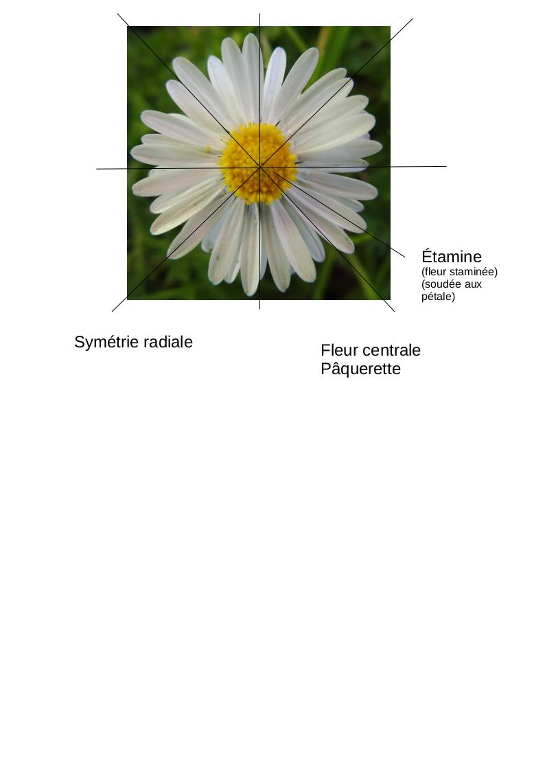 Annexe paquerette.jpg