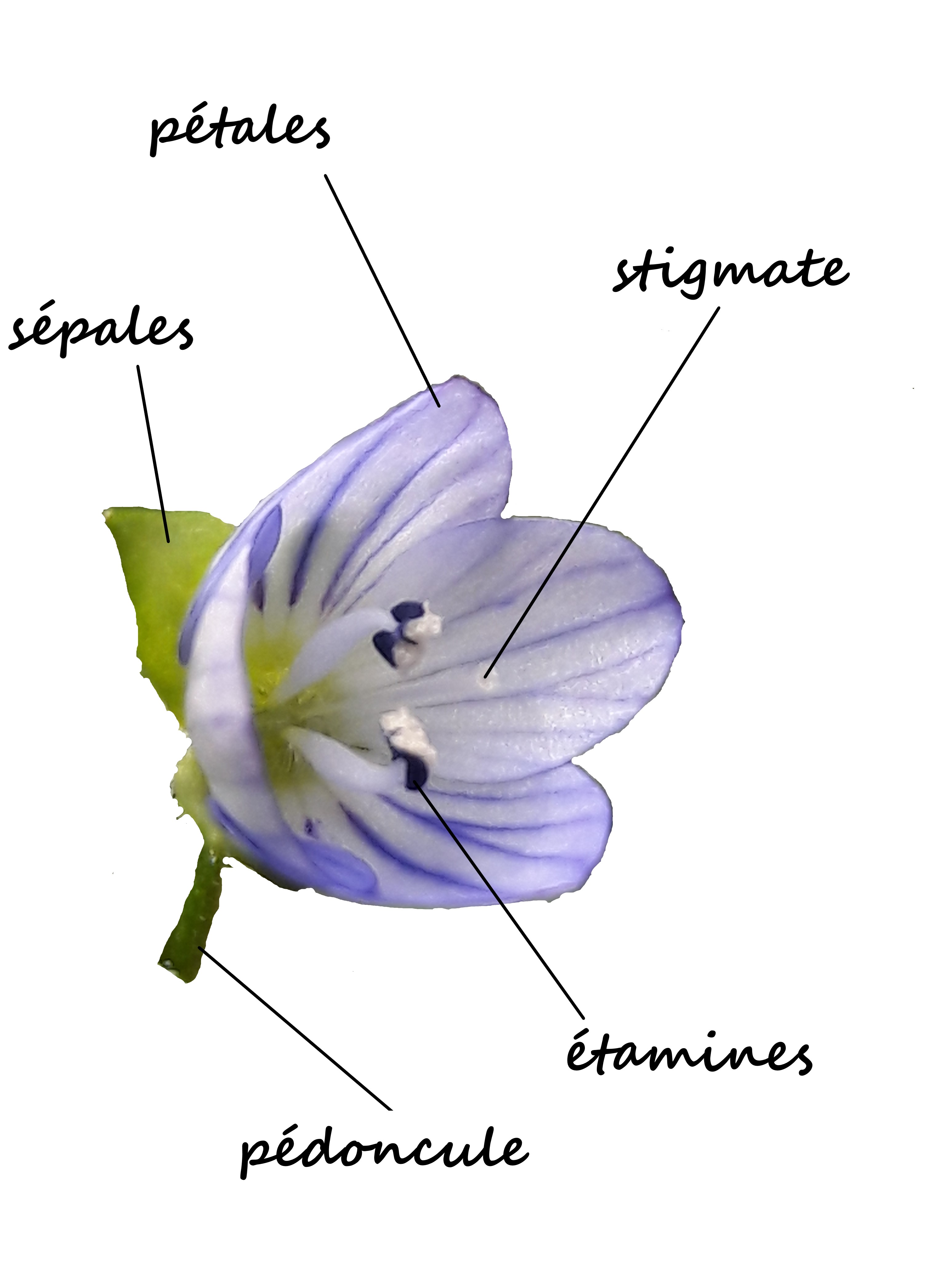 Annexe Fleur de Véronique perse.jpg