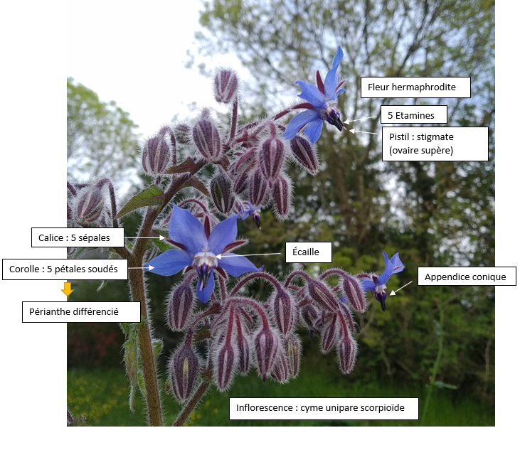 Annexe bourrache légende.png