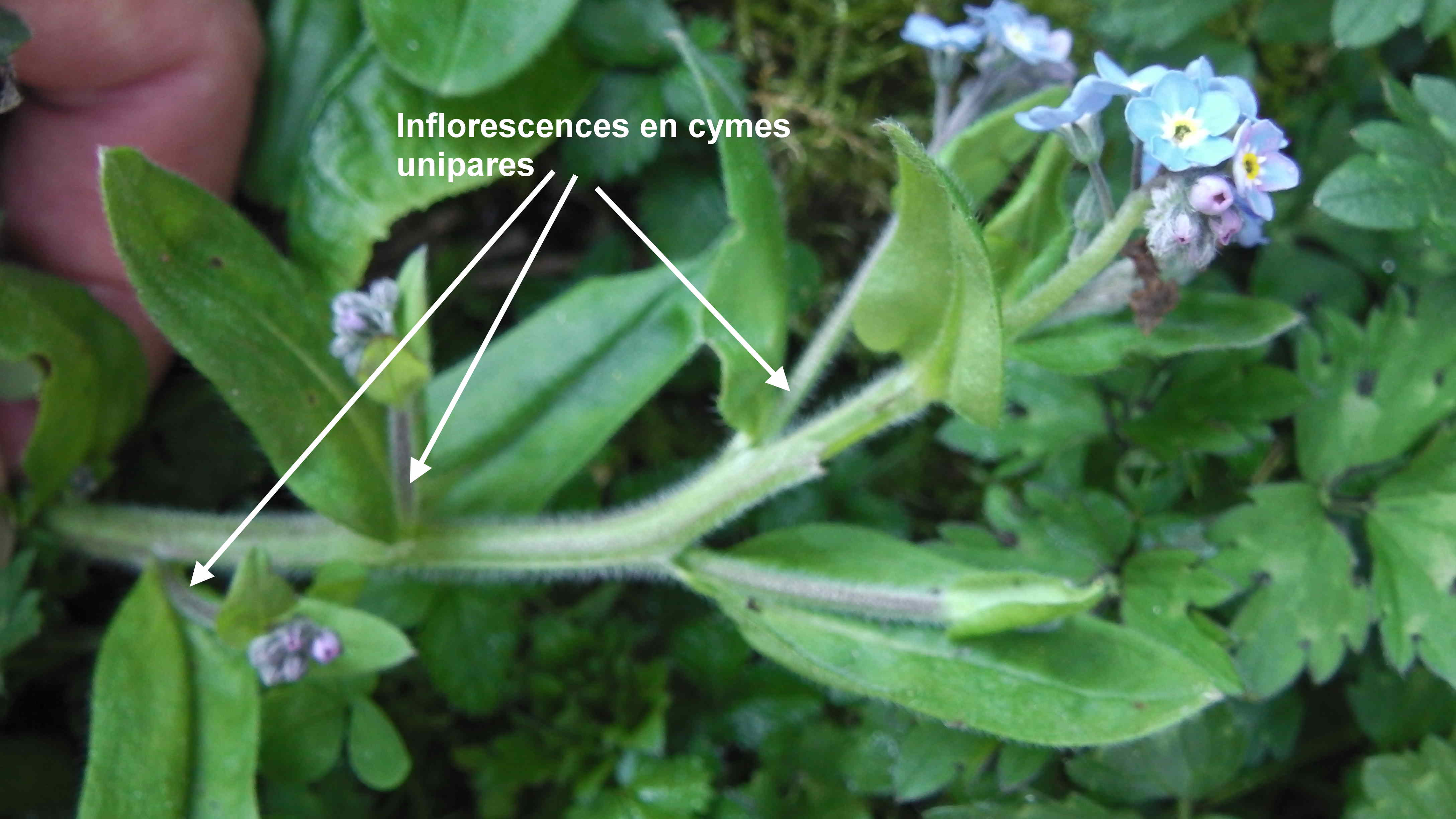 Annexe Myosotis inflorescence.jpg
