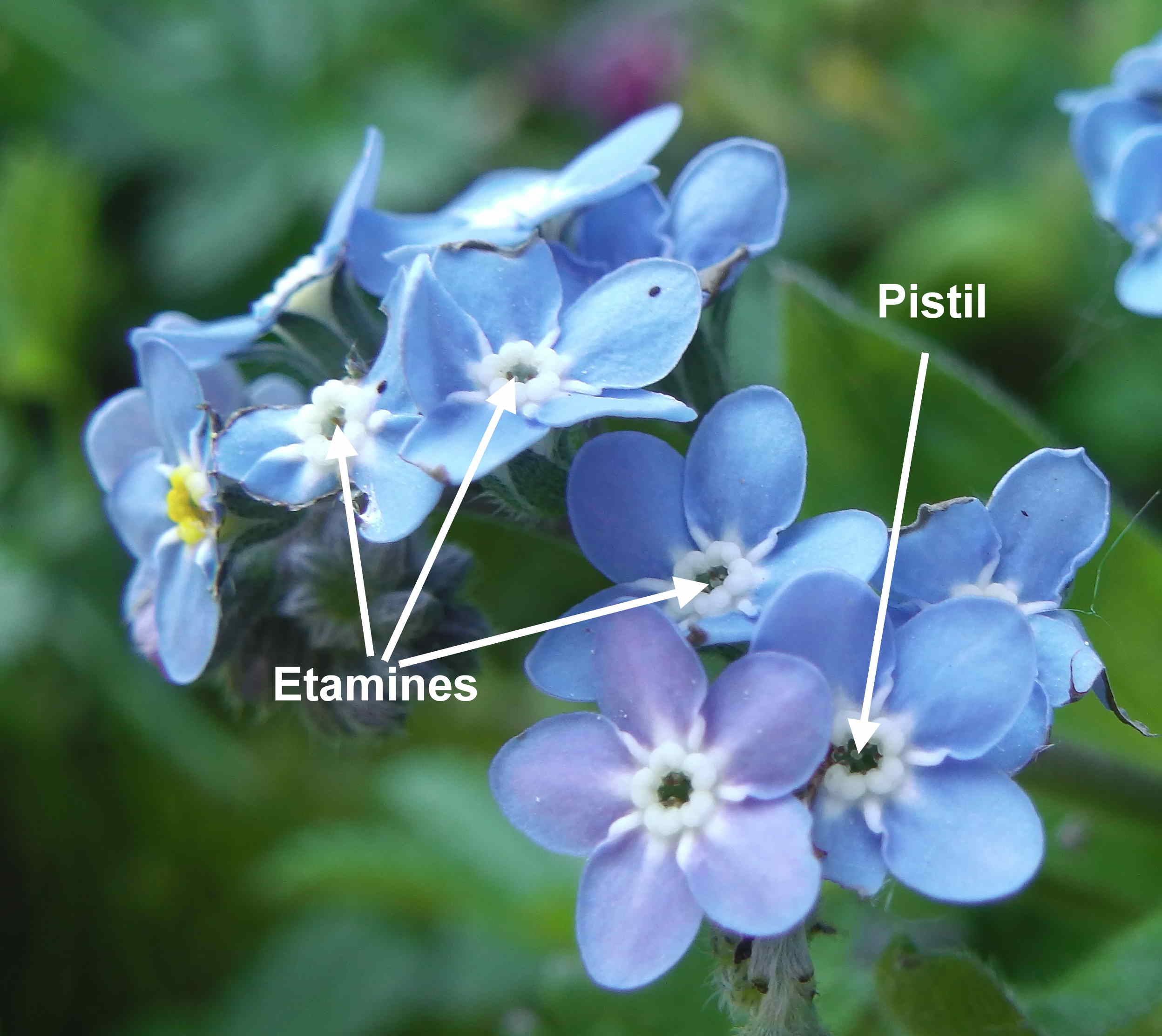 Annexe Myosotis pistil étamines.jpg