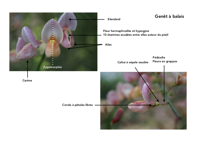 Annexe Capture d’écran 2020-04-12 à 14.36.29.png