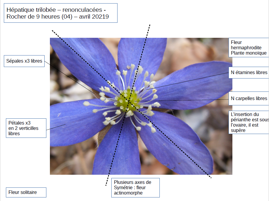 Annexe hépatique trilobée.png