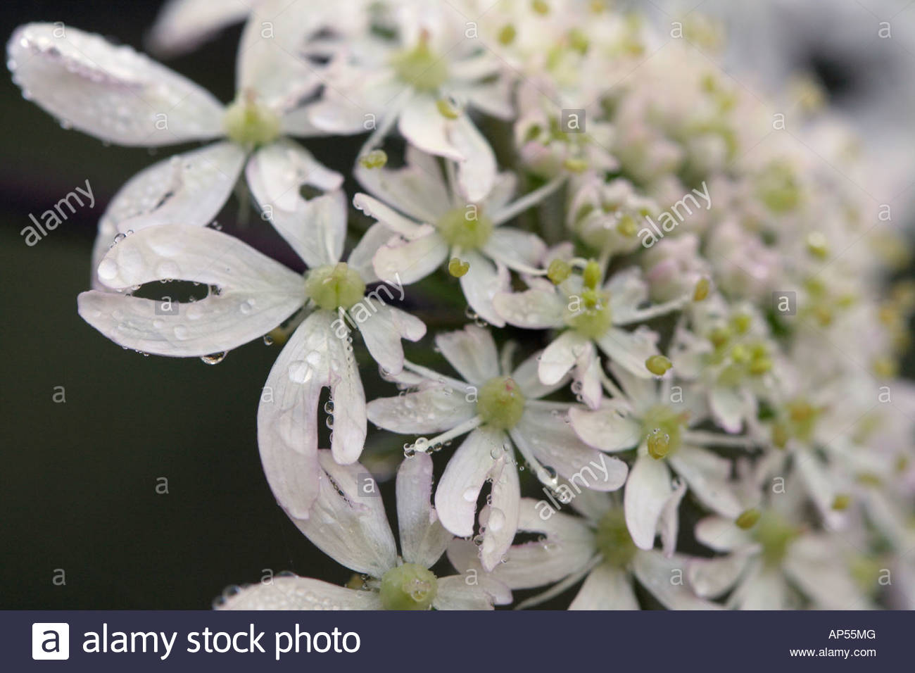 Annexe berce caucase fleurs gros plan.jpg