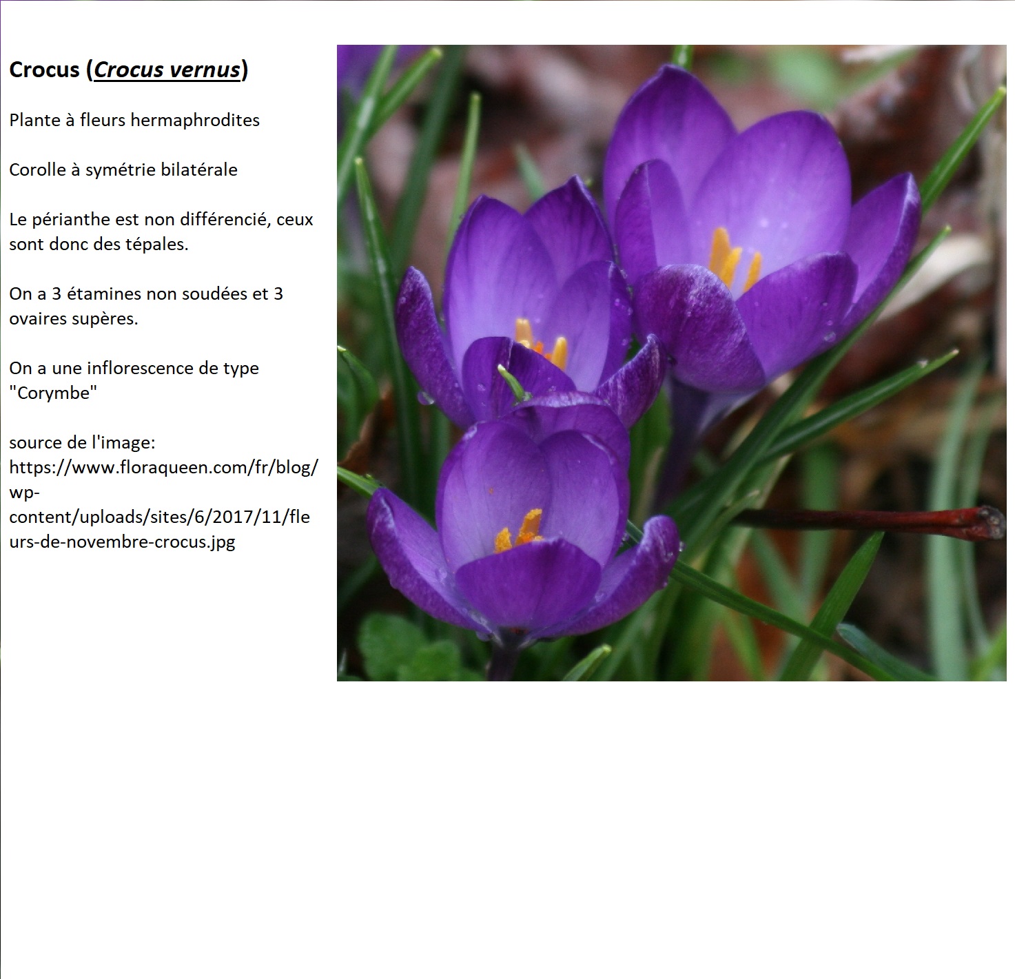 Annexe fleurs-de-novembre-crocus.jpg