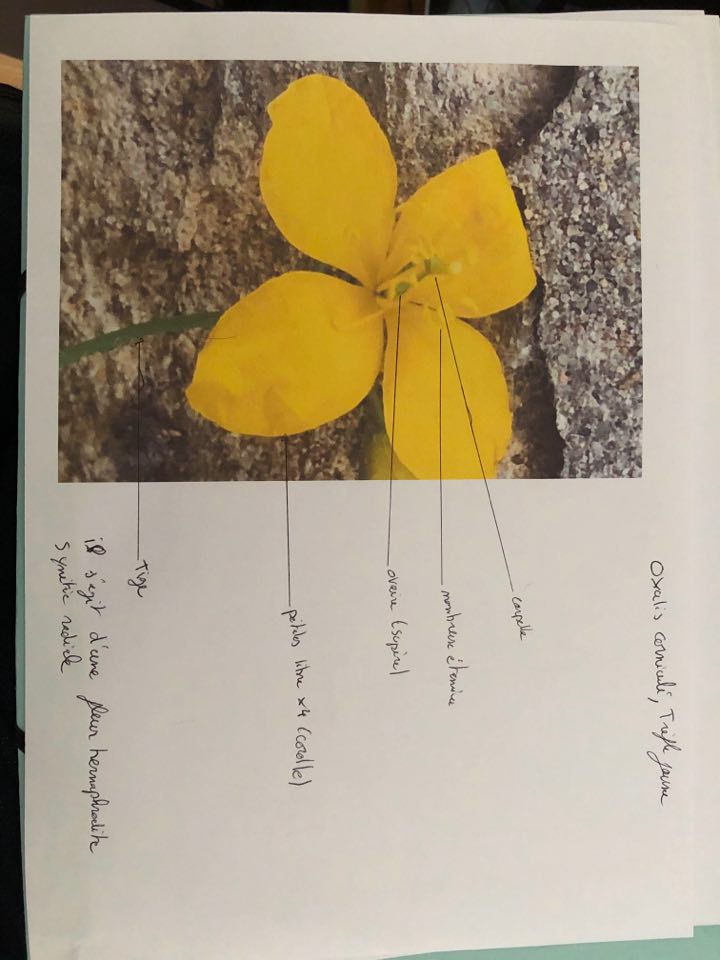 Annexe oxalis corniculé.jpg