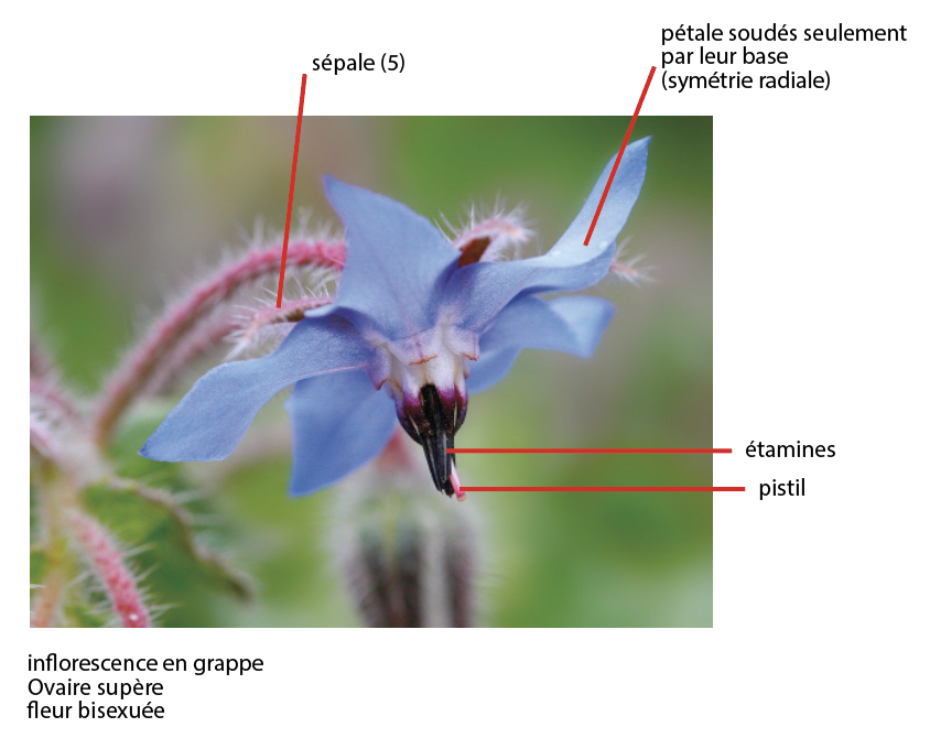 Annexe Capture d’écran 2020-04-12 à 17.39.34.png