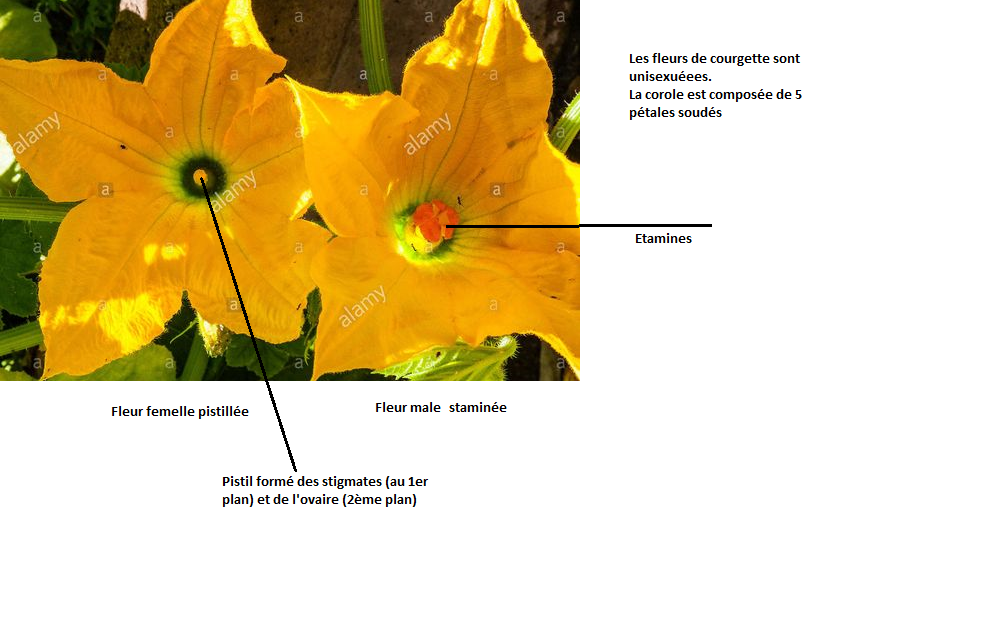 Annexe courgette.png