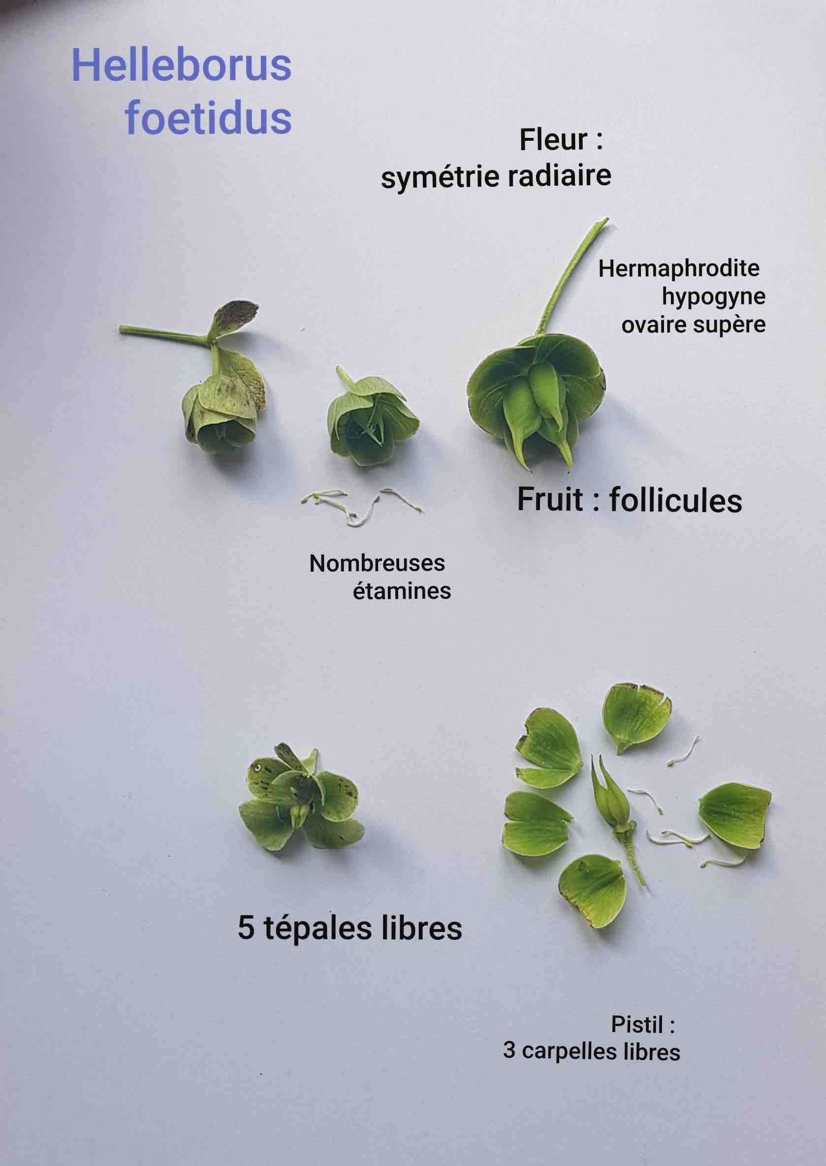 Annexe Hellebore pièces.jpg