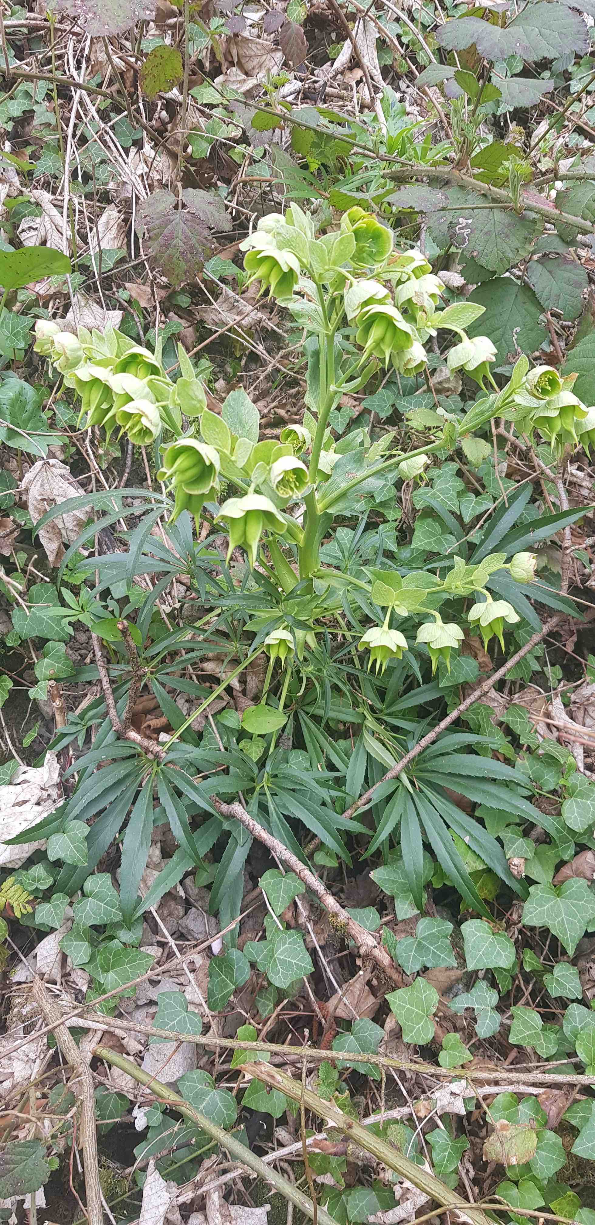 Annexe Hellebore plant.jpg