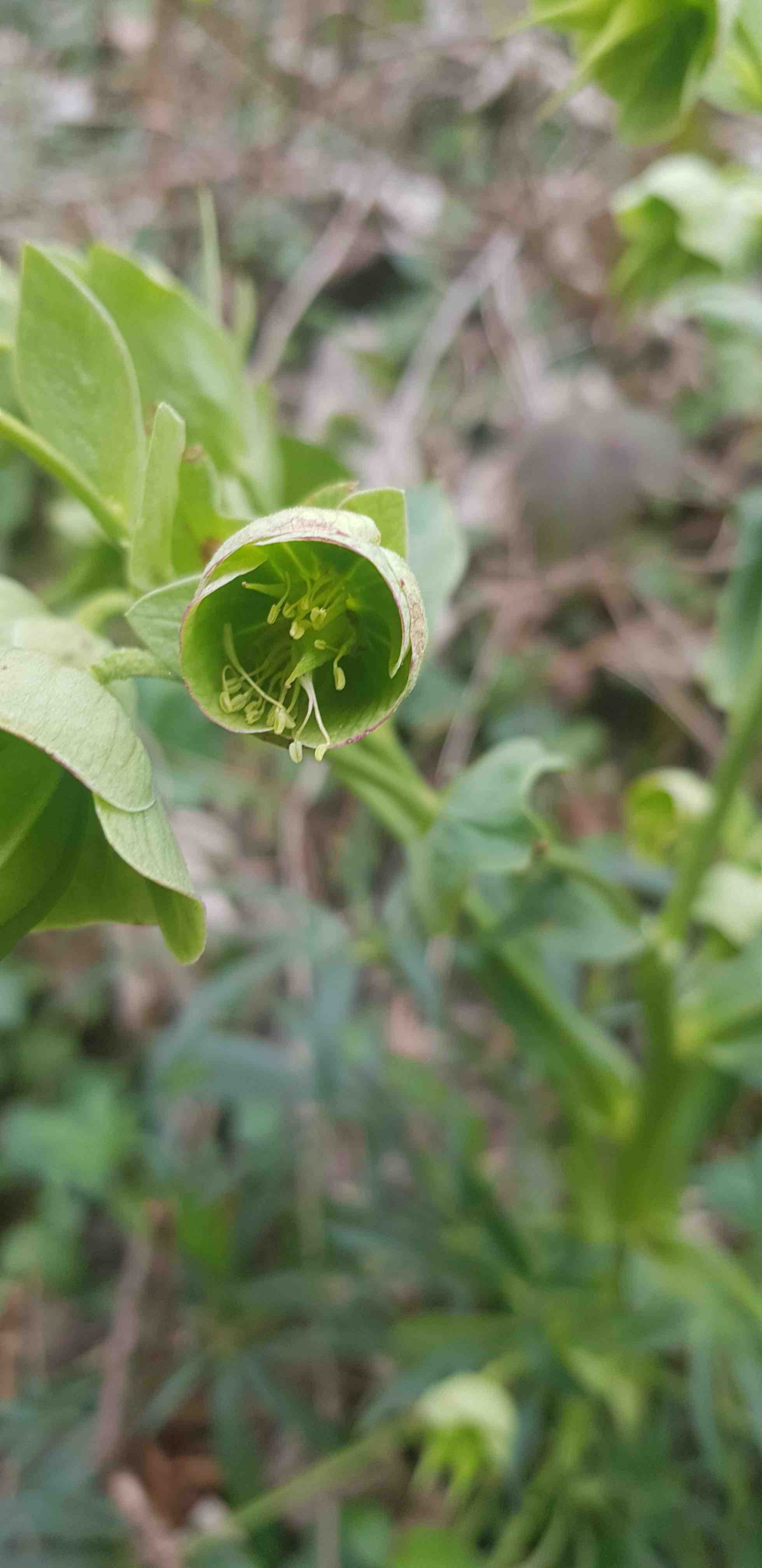 Annexe hellebore jeune fleur.jpg