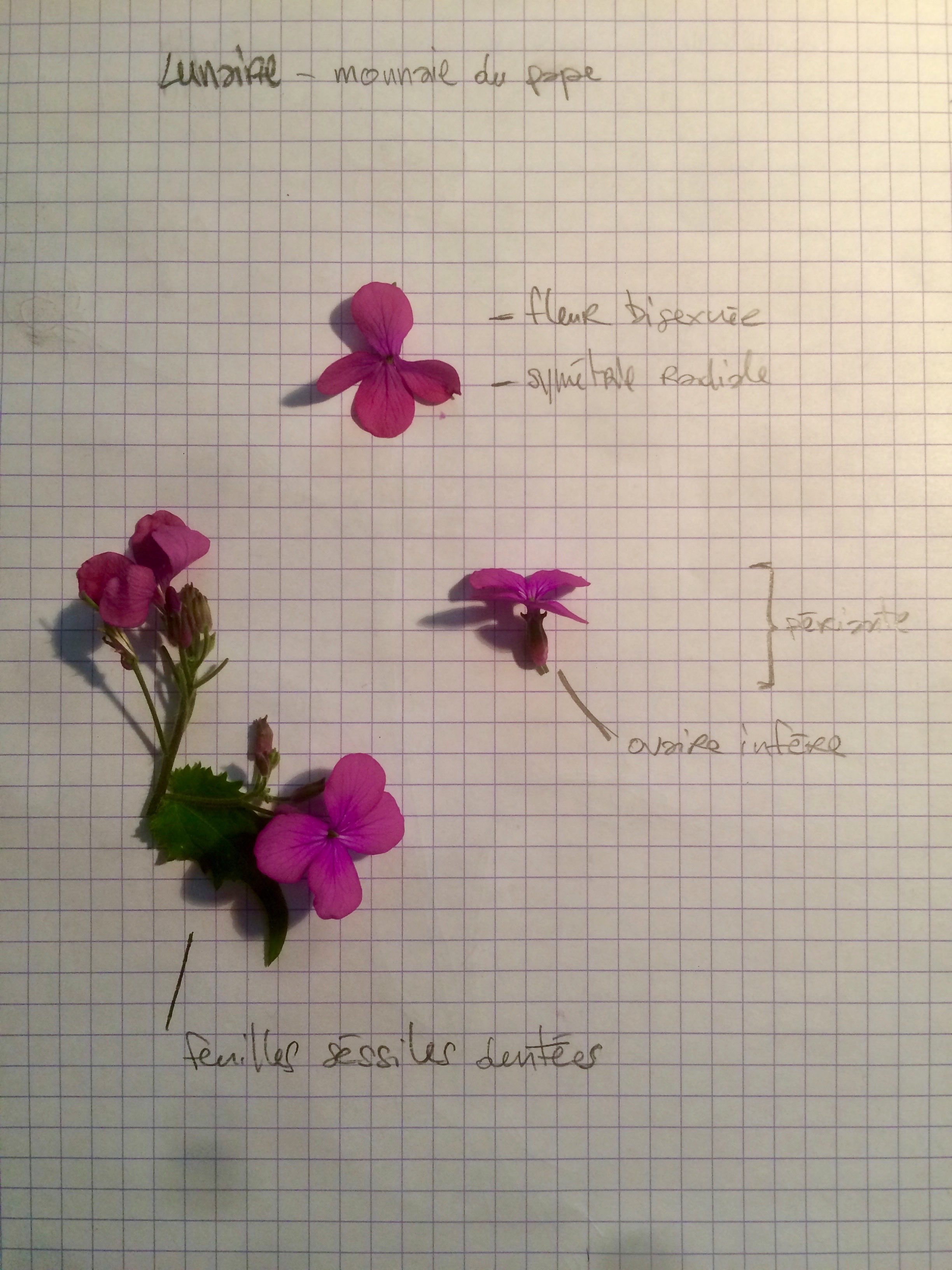 Annexe Lunaire - descriptif.jpg