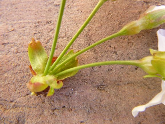 Annexe cerisier 4 fleurs bourgeons.JPG