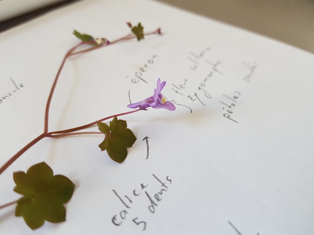 Annexe Séq3_Cmuralis (2).jpg