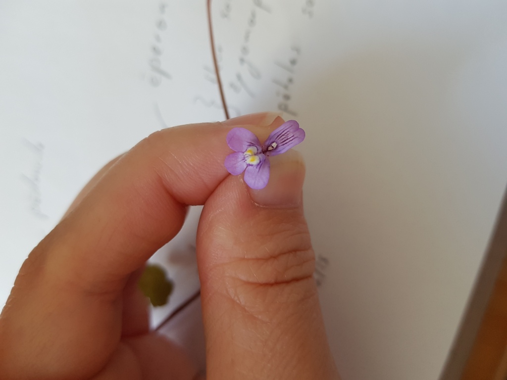 Annexe Séq3_Cmuralis (3).jpg