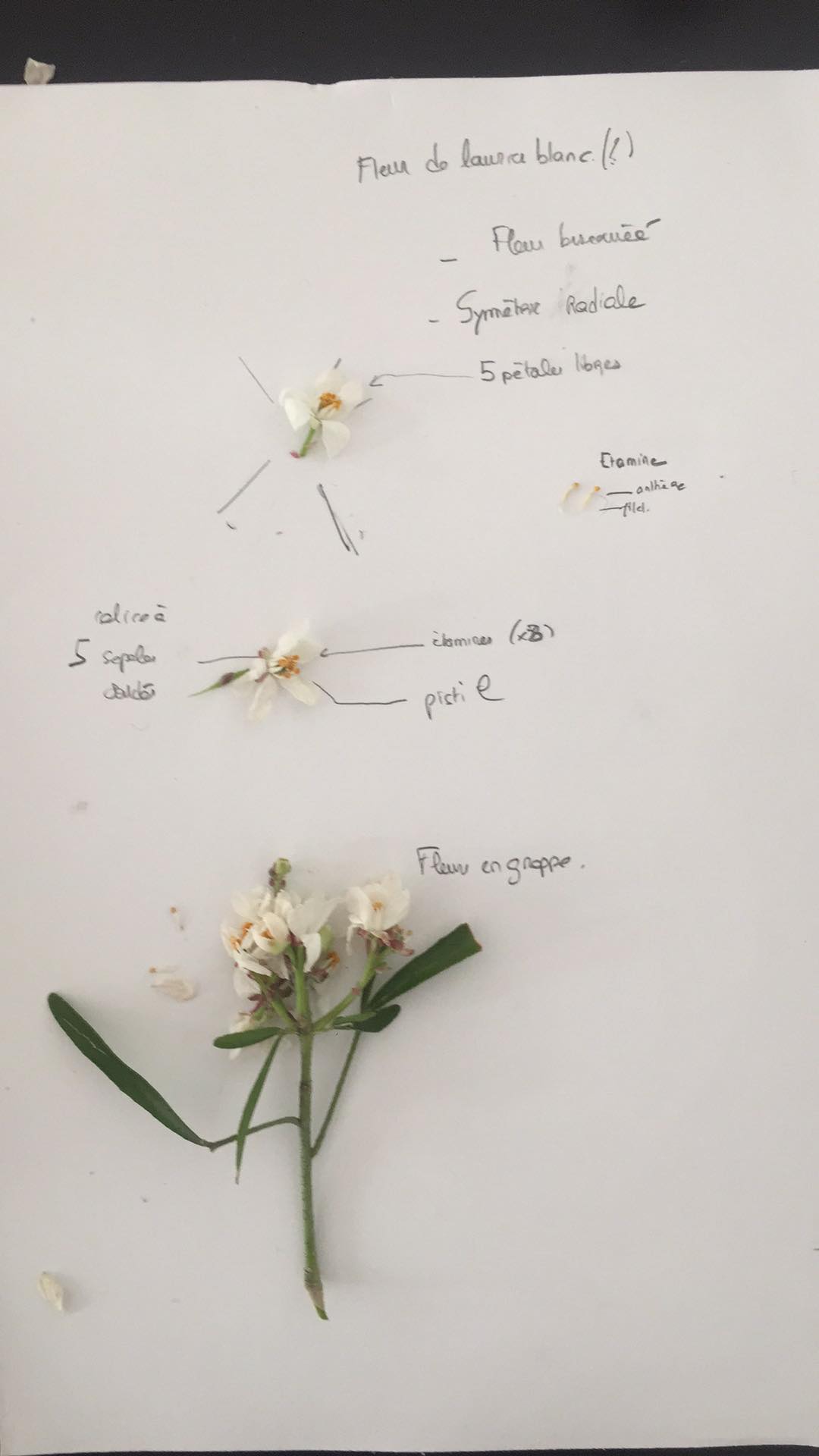 Annexe Activité MOOC.jpg