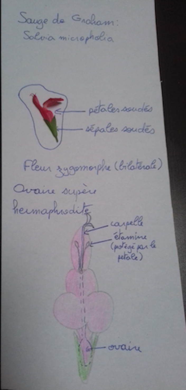 Annexe MOOC - description fleur.jpg