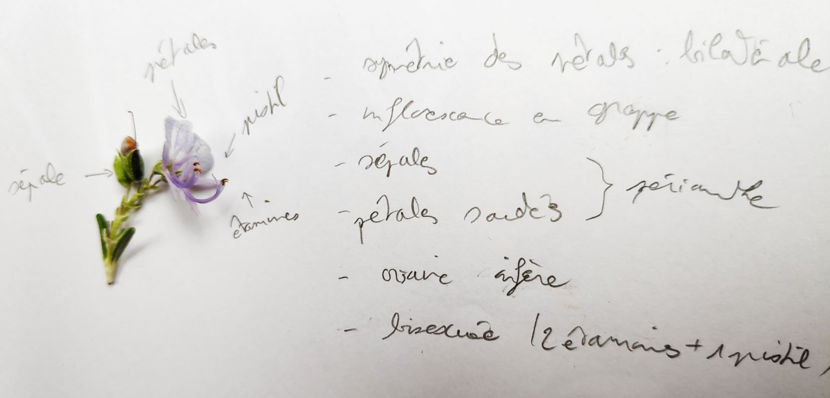 Annexe Capture romarin.JPG