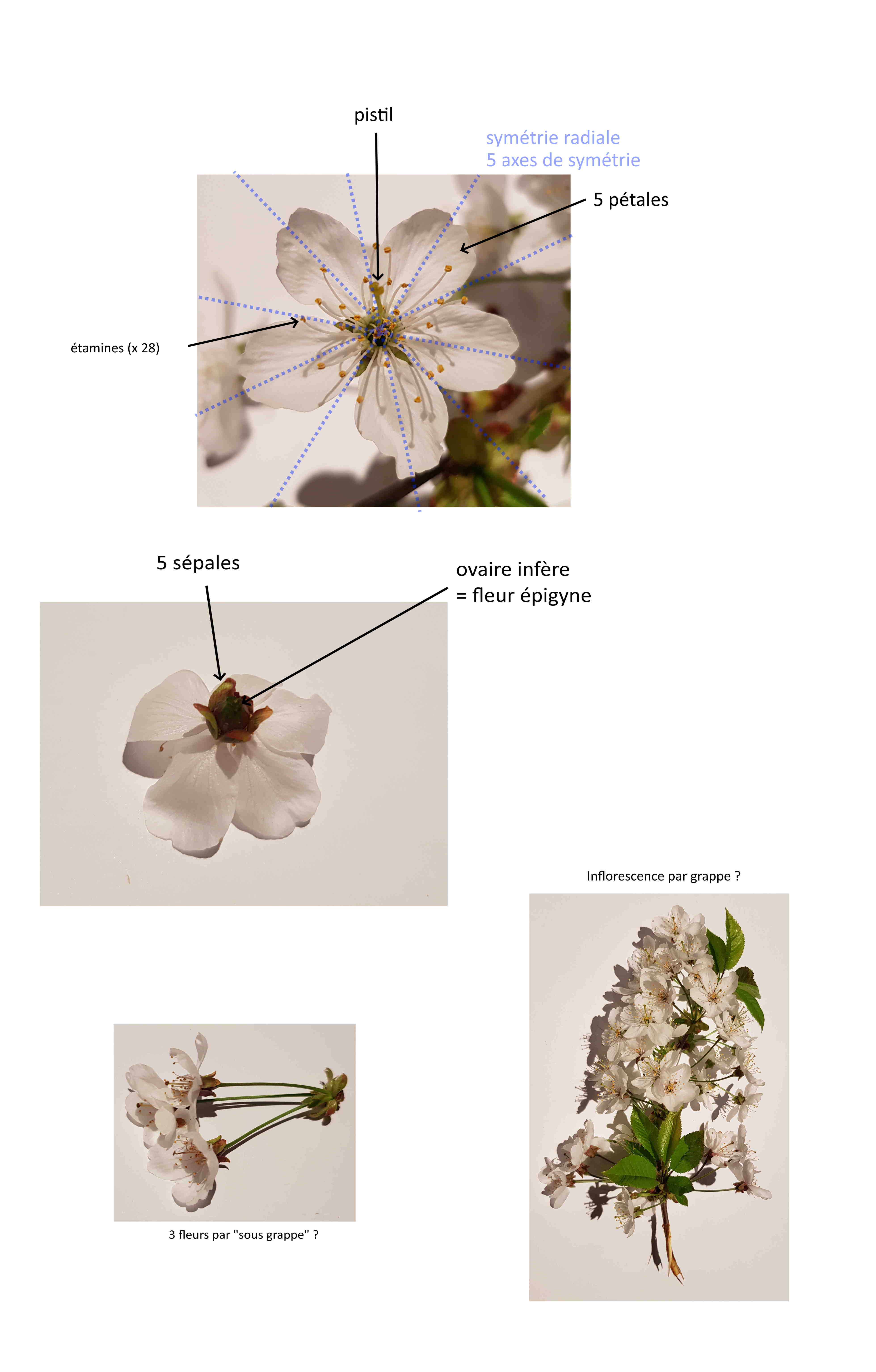 Annexe Prunus_cerasus_L_Cerisier_Acide (13).jpg