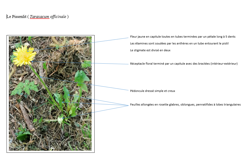Annexe pissenlit.PNG