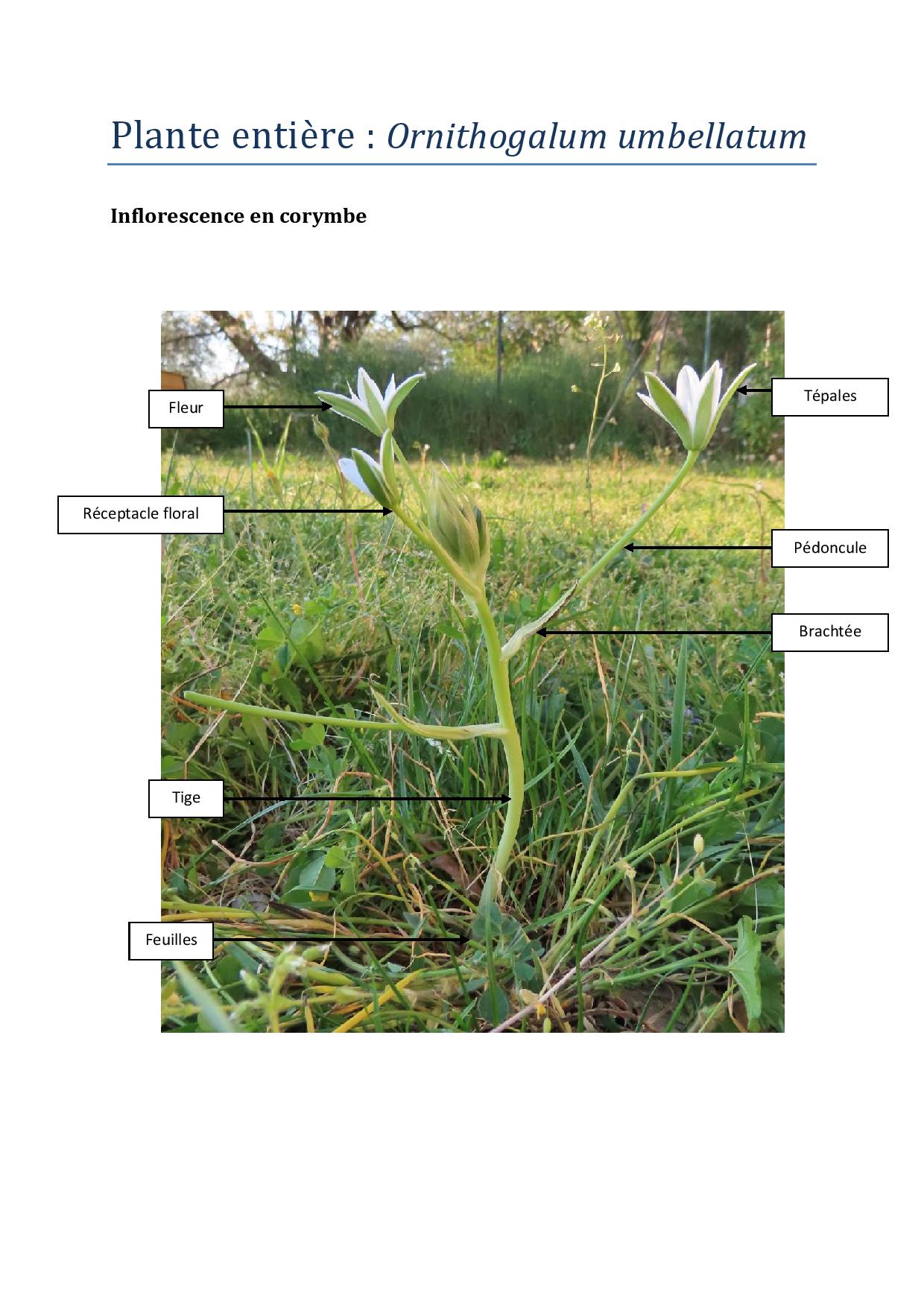Annexe S3-Ornithogalum umbellatum-page-001.jpg