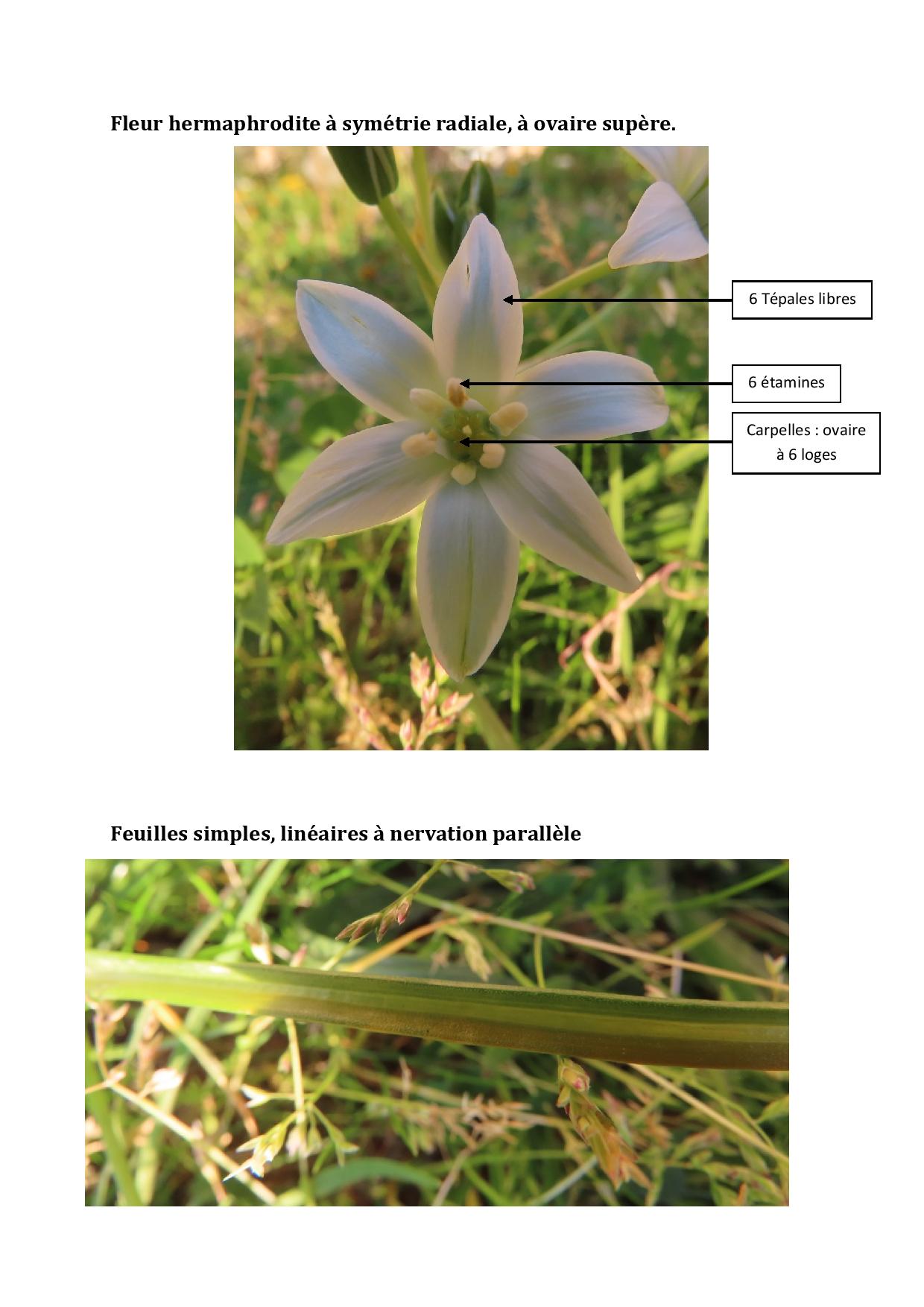 Annexe S3-Ornithogalum umbellatum-page-002.jpg