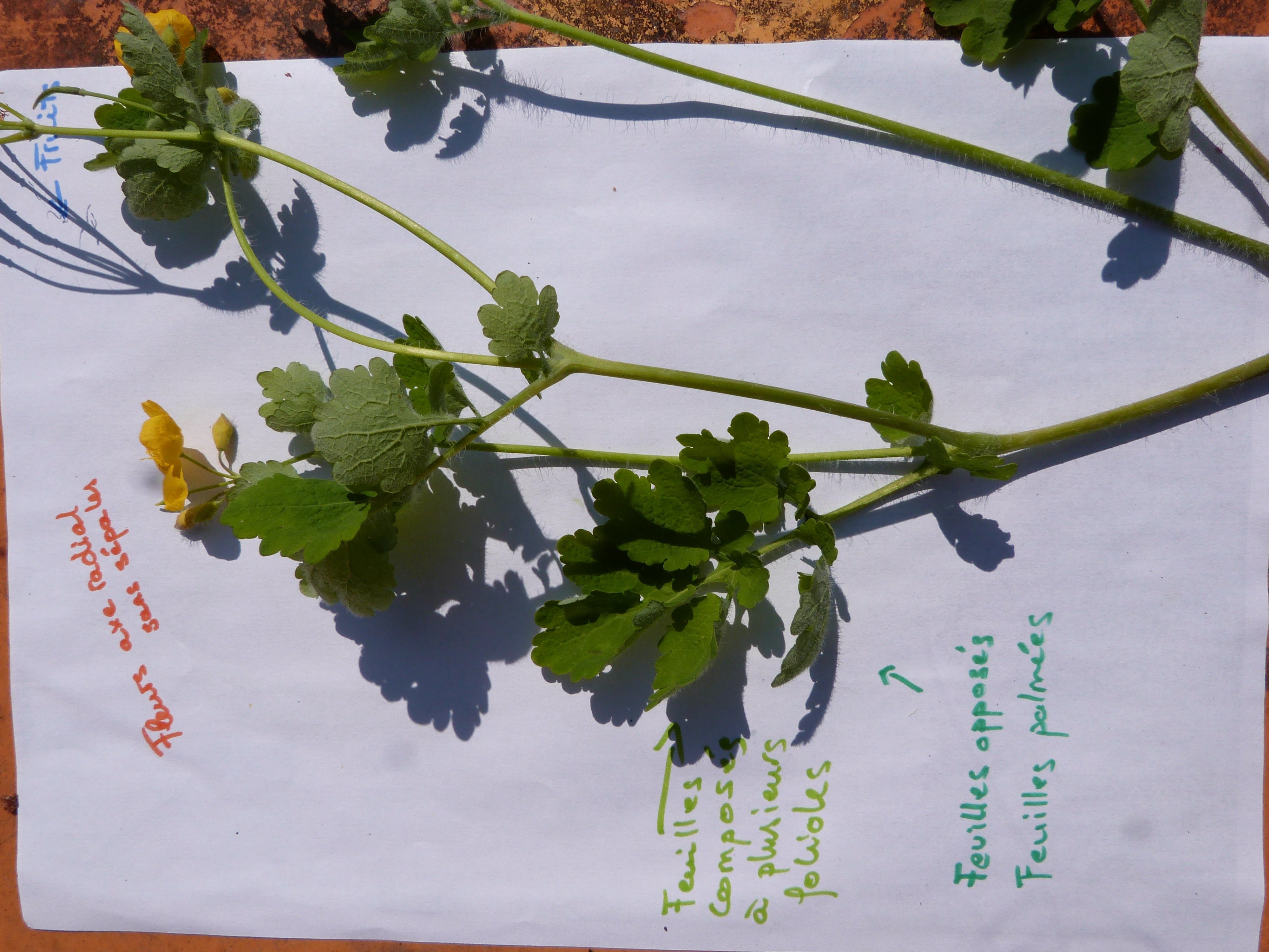 Annexe P1460124-min.JPG