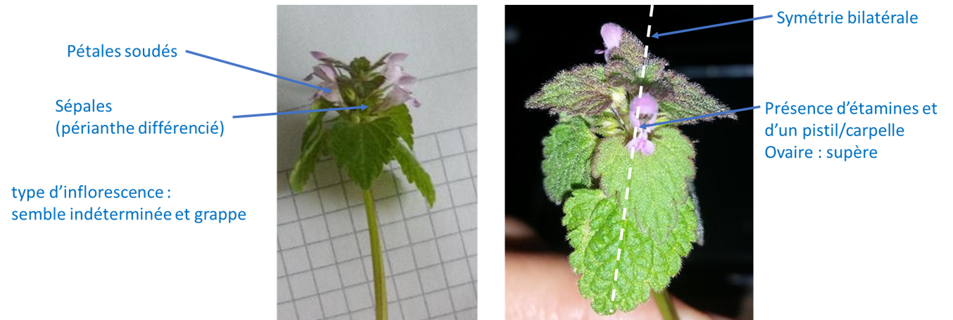 Annexe Description Lamier Pourpre.png