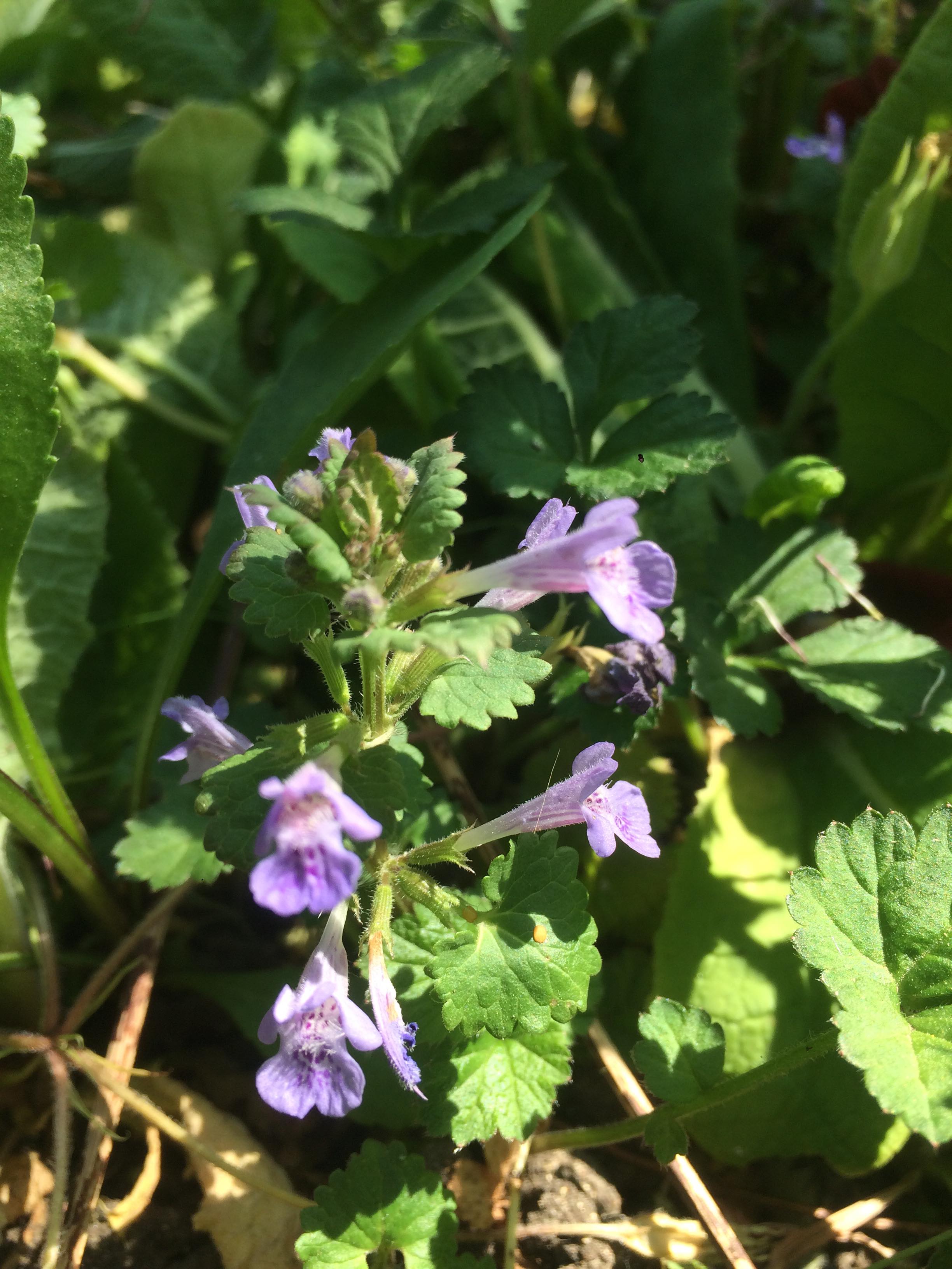 Annexe 93687086_583934352469200_1583929186521710592_n.jpg