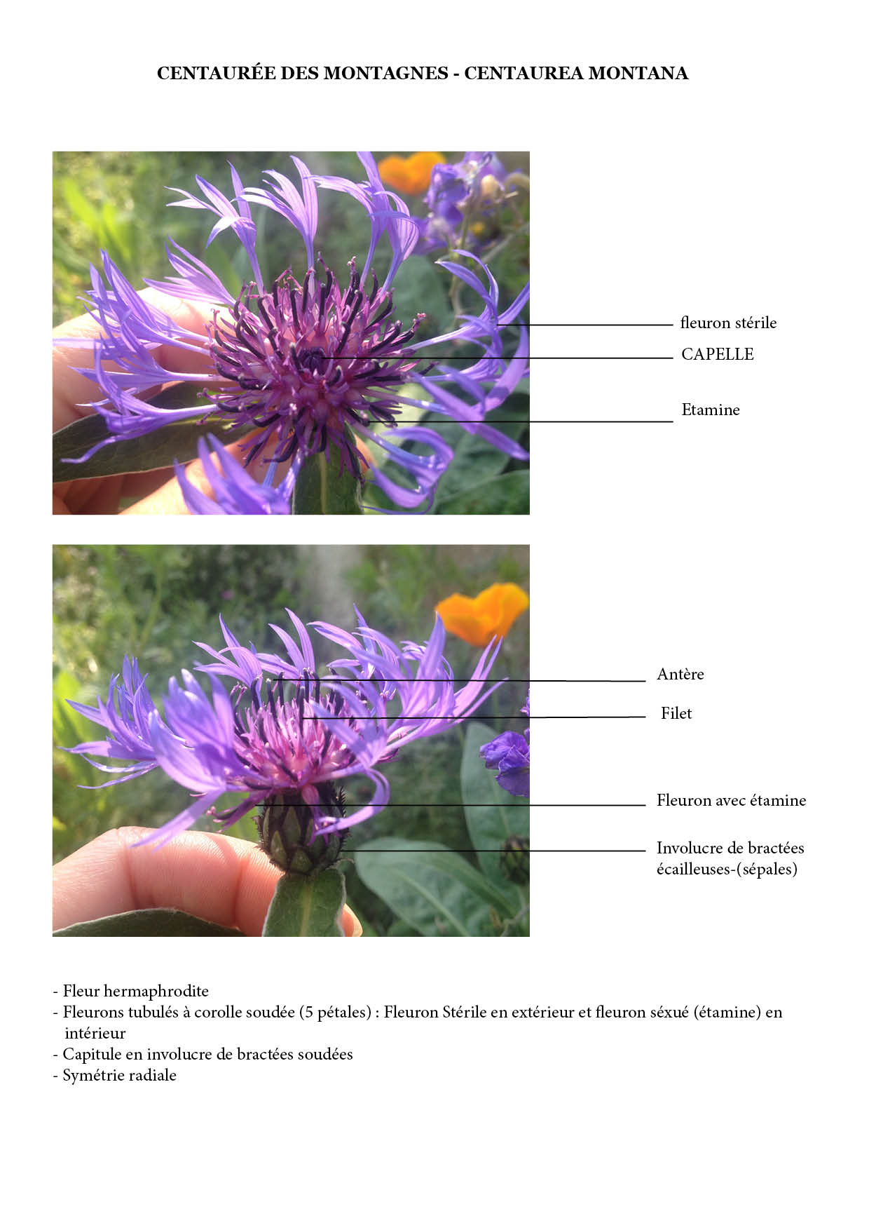 Annexe centaurée shema.jpg