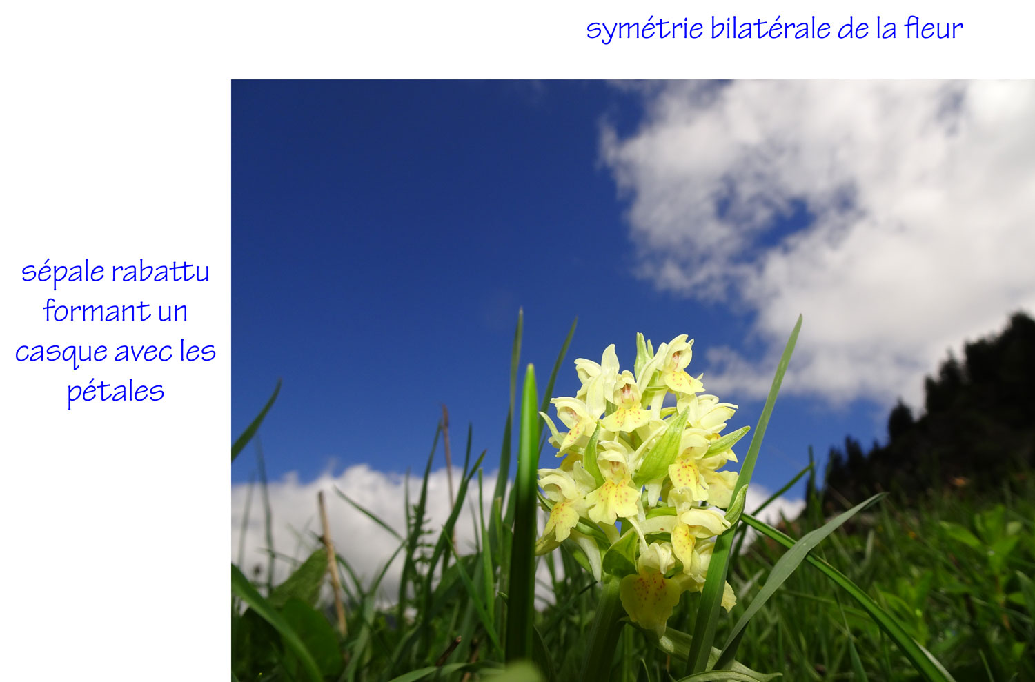 Annexe Dactylorhiza sambucina.jpg